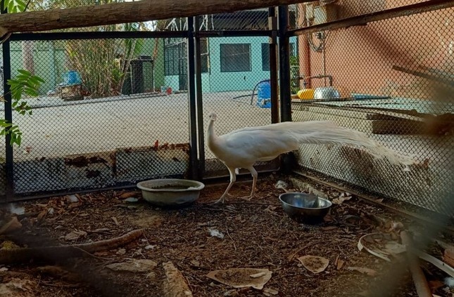 Khong tuoc TP.HCM anh 2