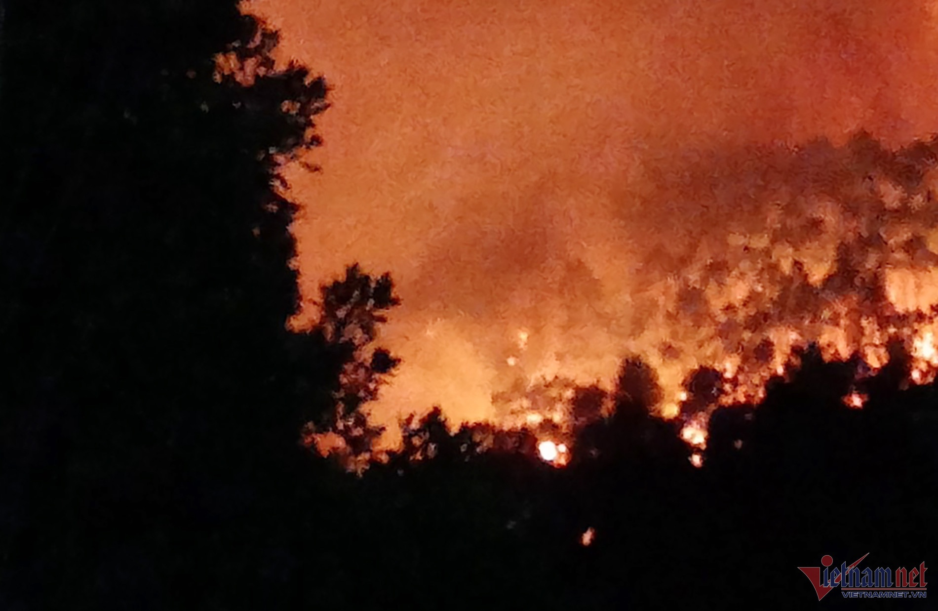 gay chay rung,  Nghe An anh 1