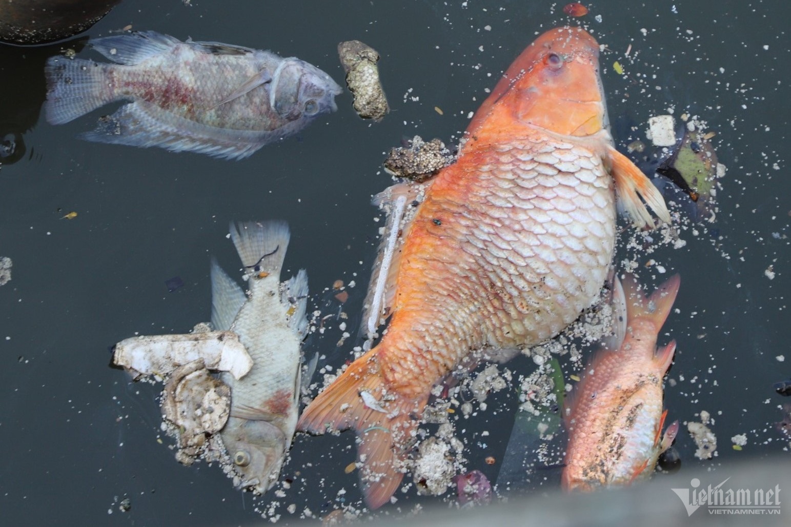 Nhieu Loc Thi Nghe TP.HCM anh 2