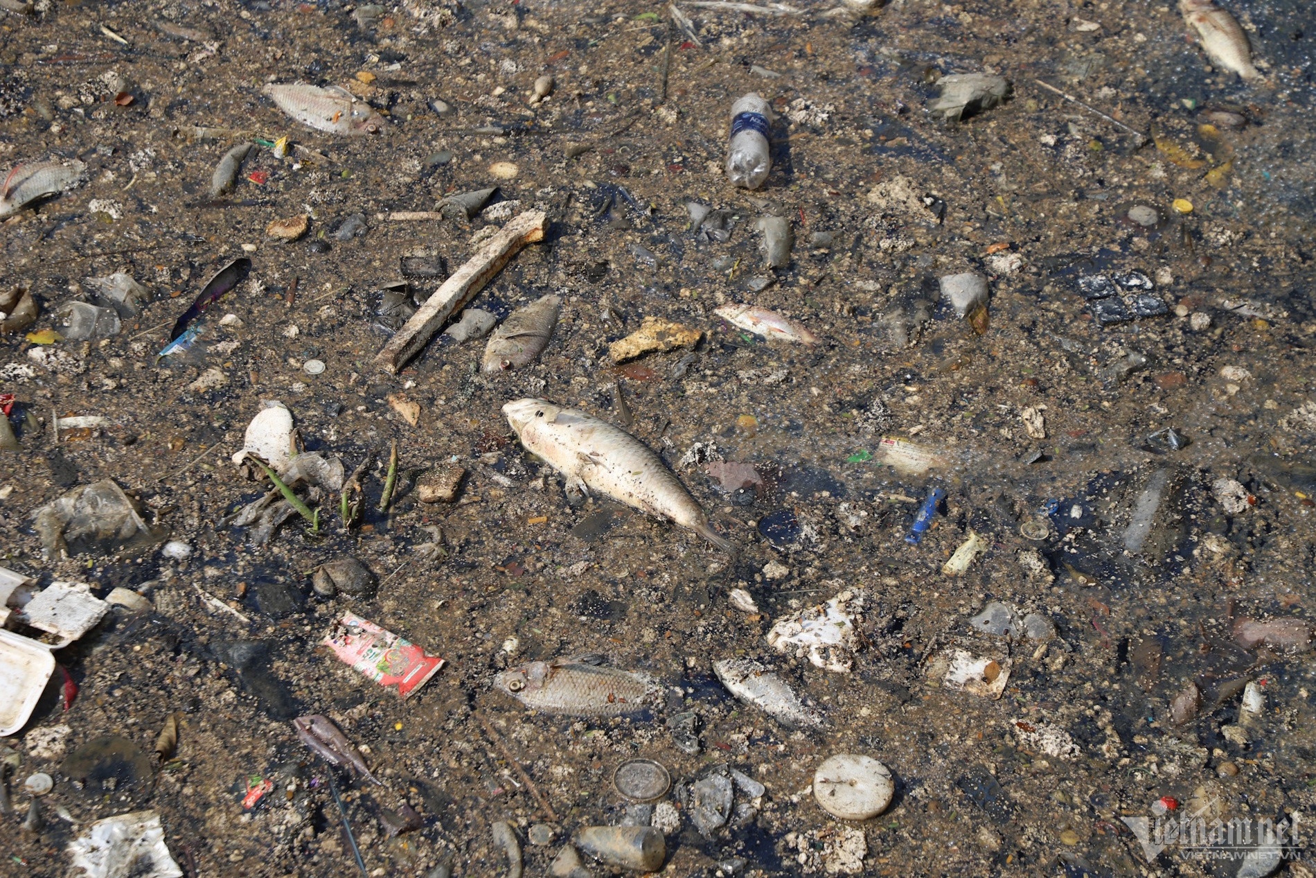 Nhieu Loc Thi Nghe TP.HCM anh 6