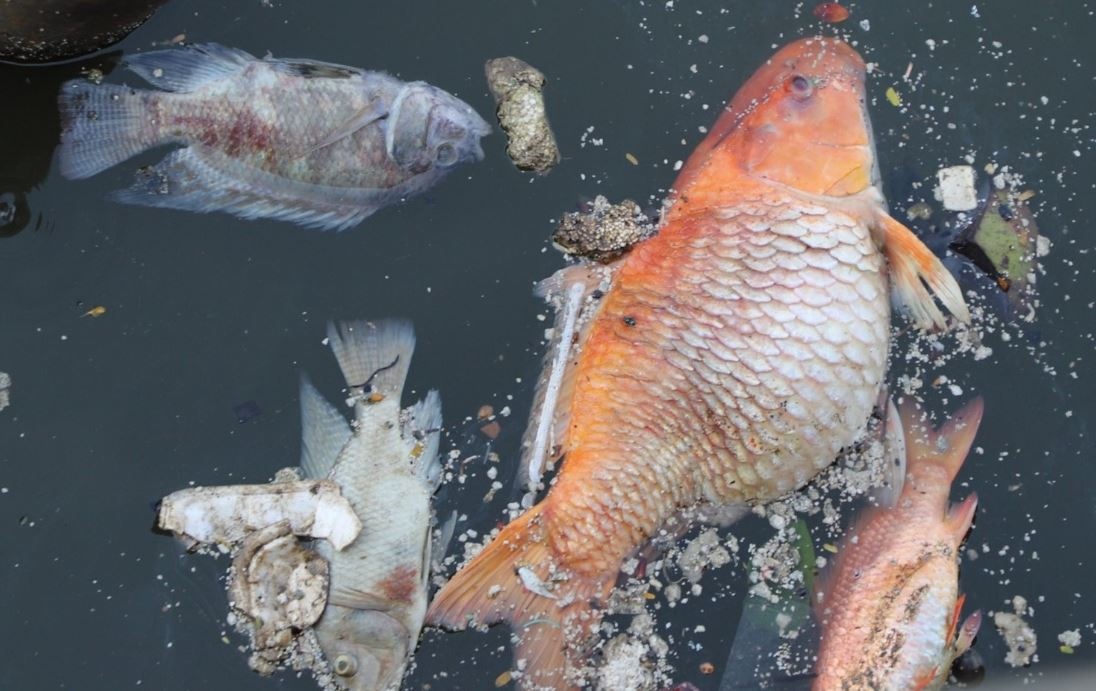 Sau mua dau mua, ca chet noi day kenh Nhieu Loc - Thi Nghe hinh anh