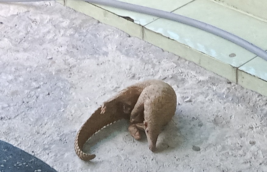 Phat hien ca the te te Java quy hiem bang qua duong hinh anh