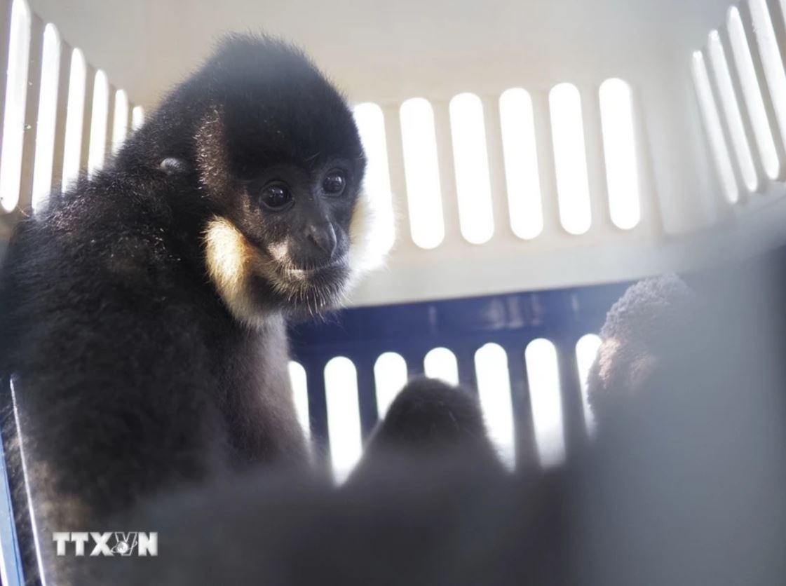 vuon den ma hung anh 1