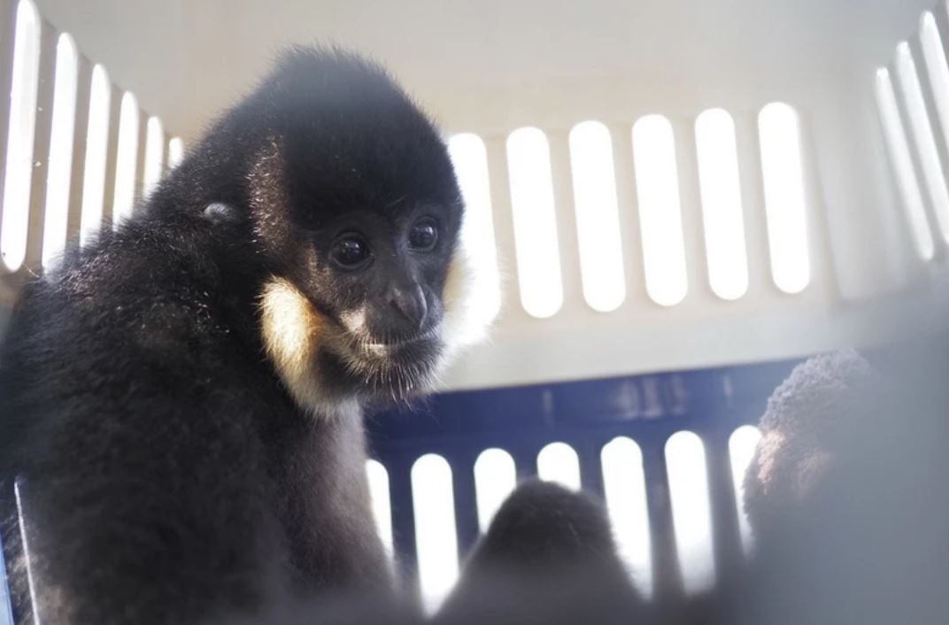 Cuu ho thanh cong mot con vuon den ma hung quy hiem hinh anh