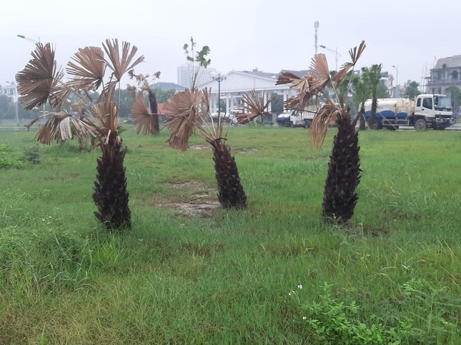 Bo Cong an yeu cau Thanh Hoa cung cap thong tin cac du an cay xanh hinh anh