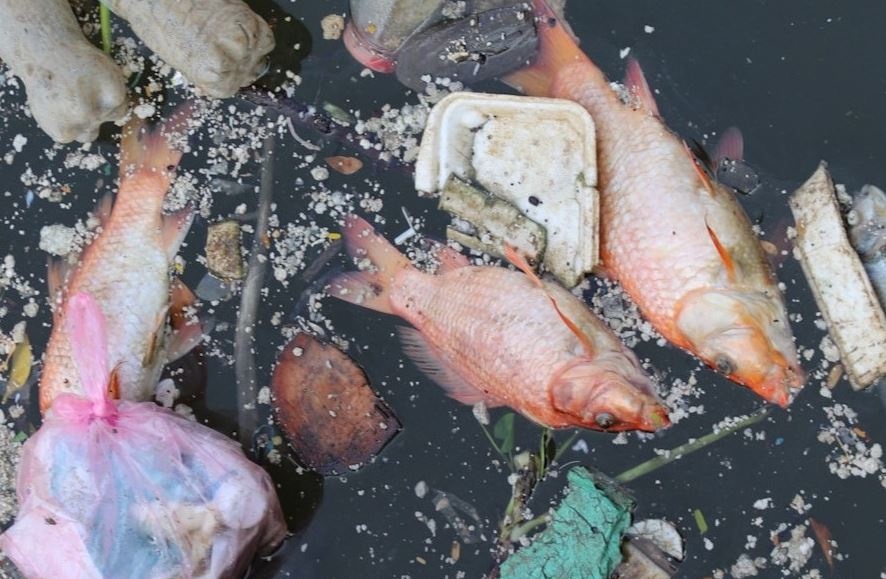 Xac ca chet noi day kenh o TP.HCM hinh anh