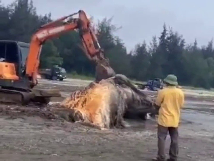 Xac ca voi Nghe An anh 2