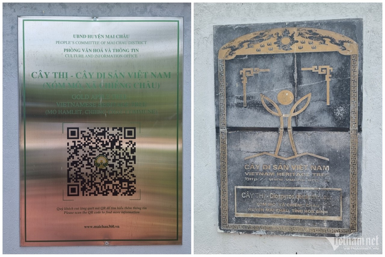 cay thi 800 tuoi anh 8