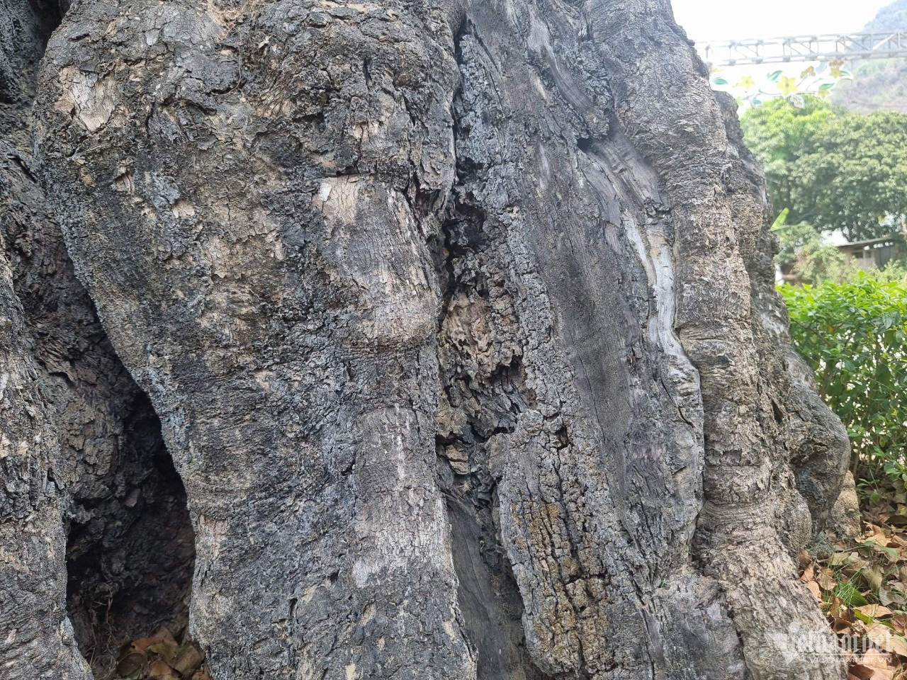 cây thị 800 tuổi ảnh 4 cay thi 800 tuoi anh 4