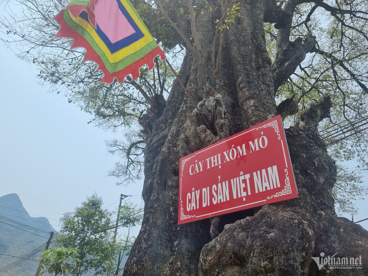 cây thị 800 tuổi ảnh 5 cay thi 800 tuoi anh 5