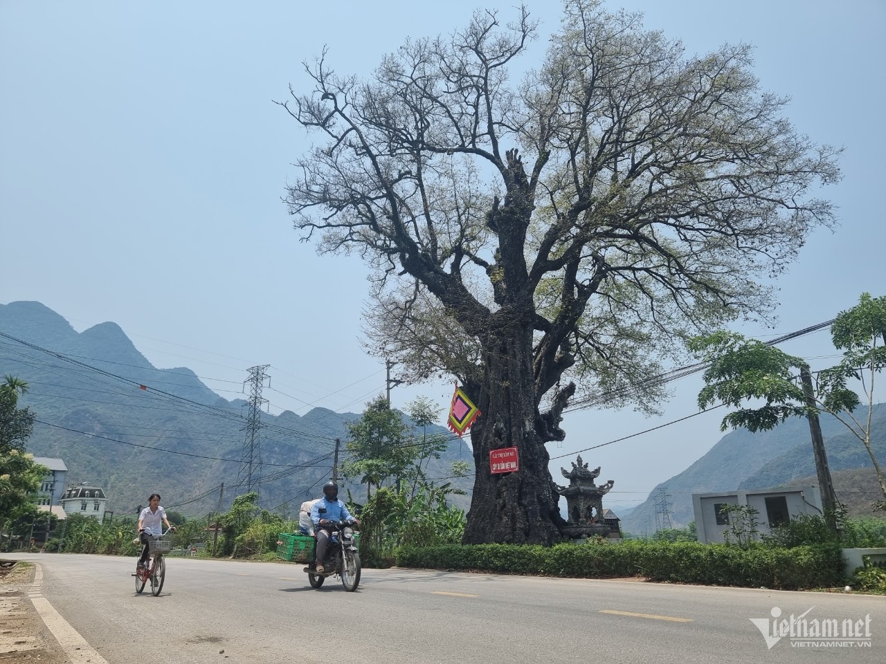 cay thi 800 tuoi anh 1