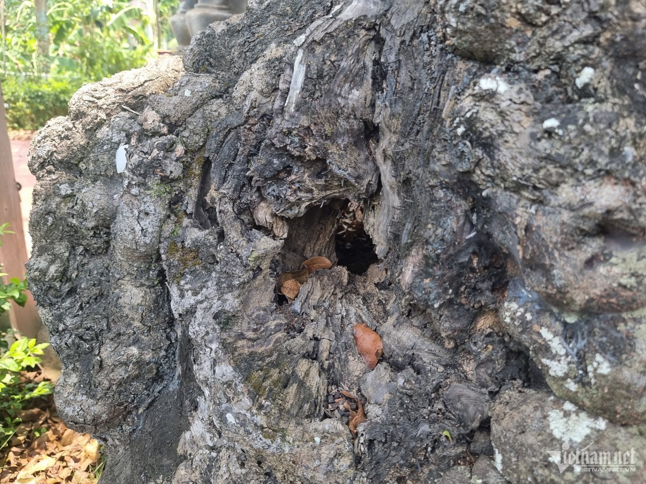 cây thị 800 tuổi ảnh 3 cay thi 800 tuoi anh 3