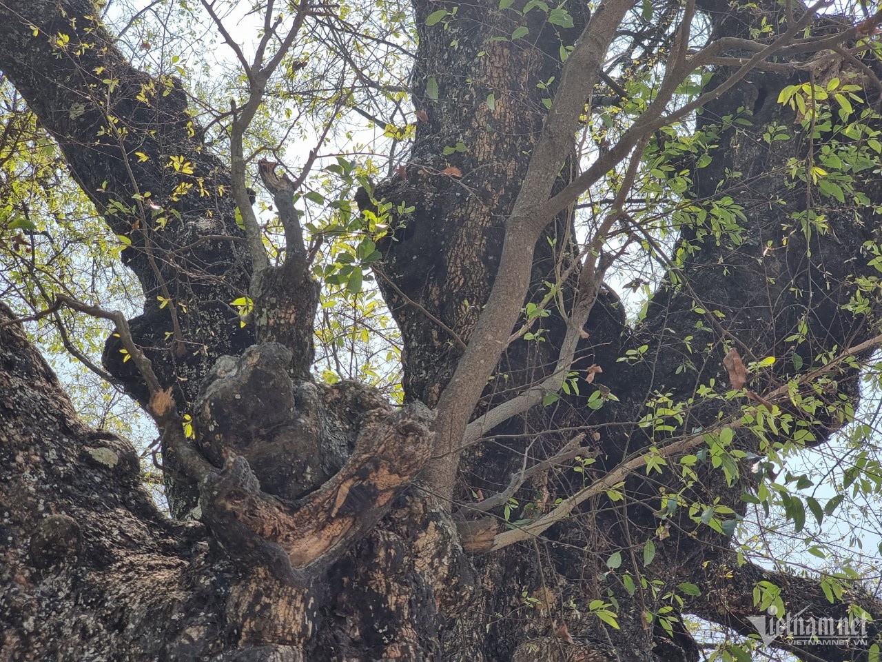 cây thị 800 tuổi ảnh 7 cay thi 800 tuoi anh 7