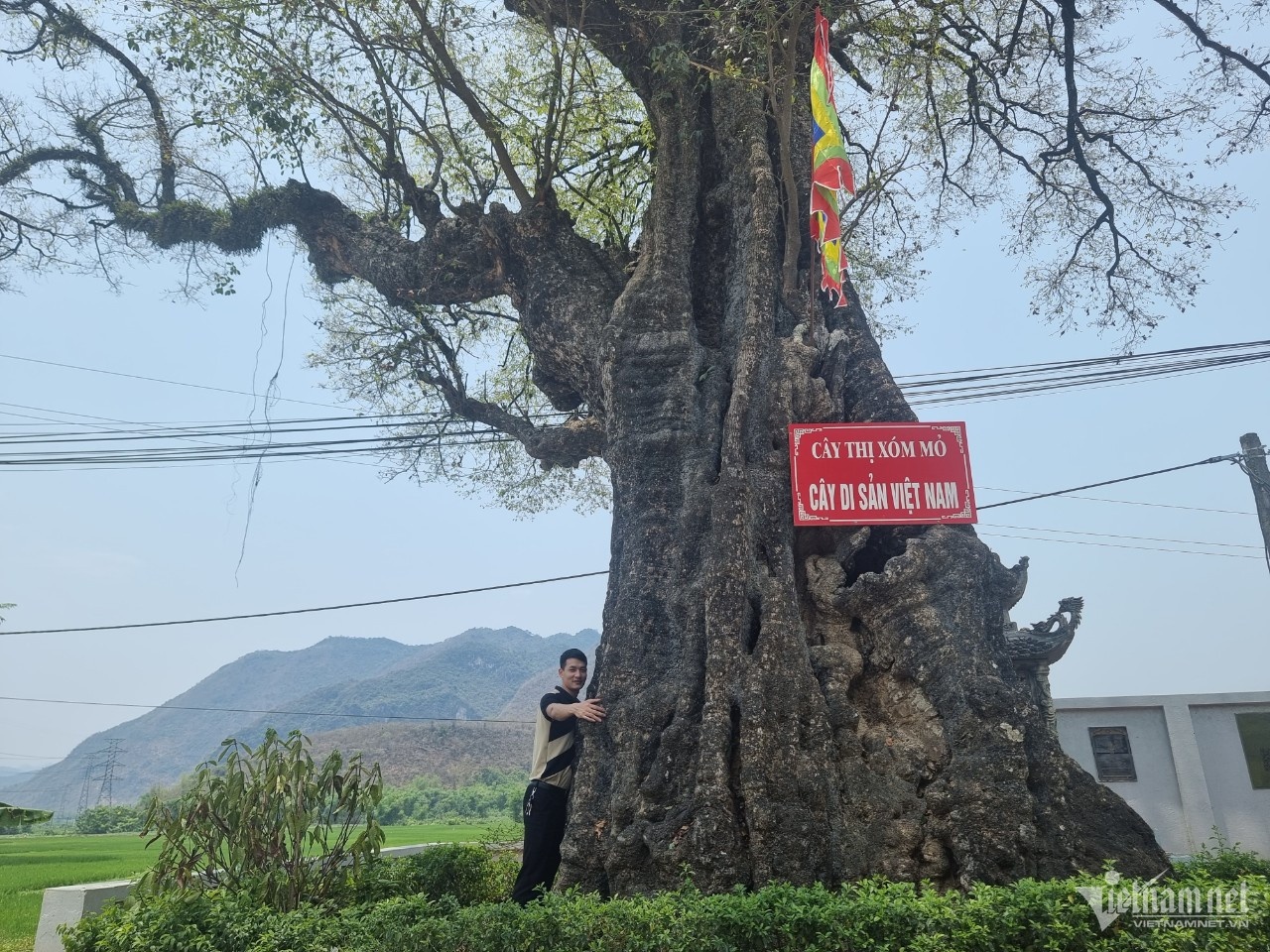 cây thị 800 tuổi ảnh 2 cay thi 800 tuoi anh 2