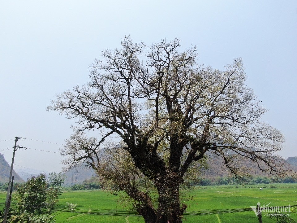 Doc la cay thi hon 800 tuoi hinh anh