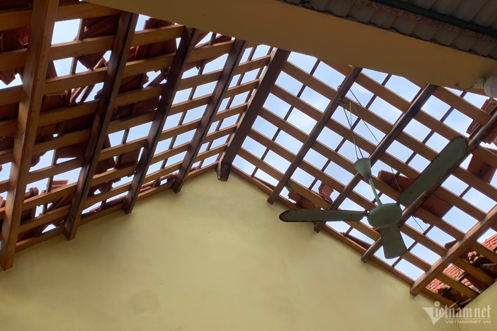 Voi rong xuat hien anh 1