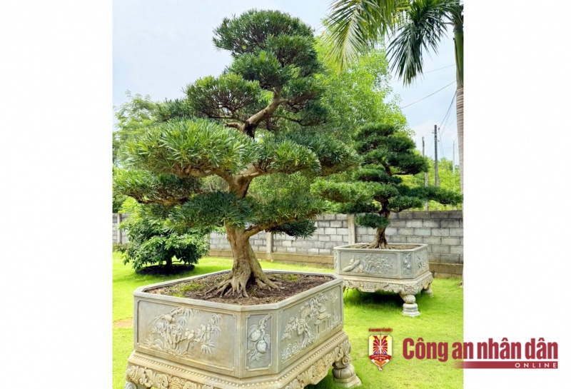 Tran Van Viet,  2 cay tung,  Chu tich Cua Duong anh 1