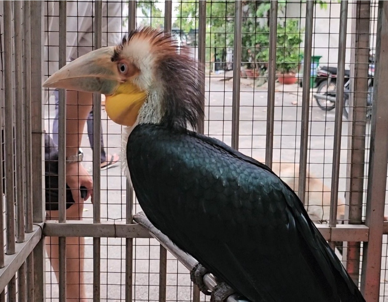 Chim niec mo van TP.HCM anh 2