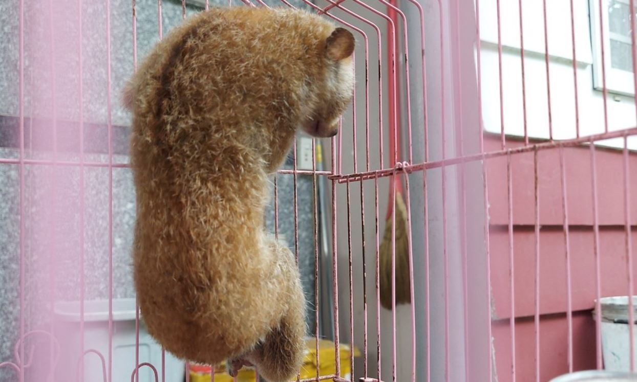 Phat hien culi quy hiem khi dang quet san o TP.HCM hinh anh