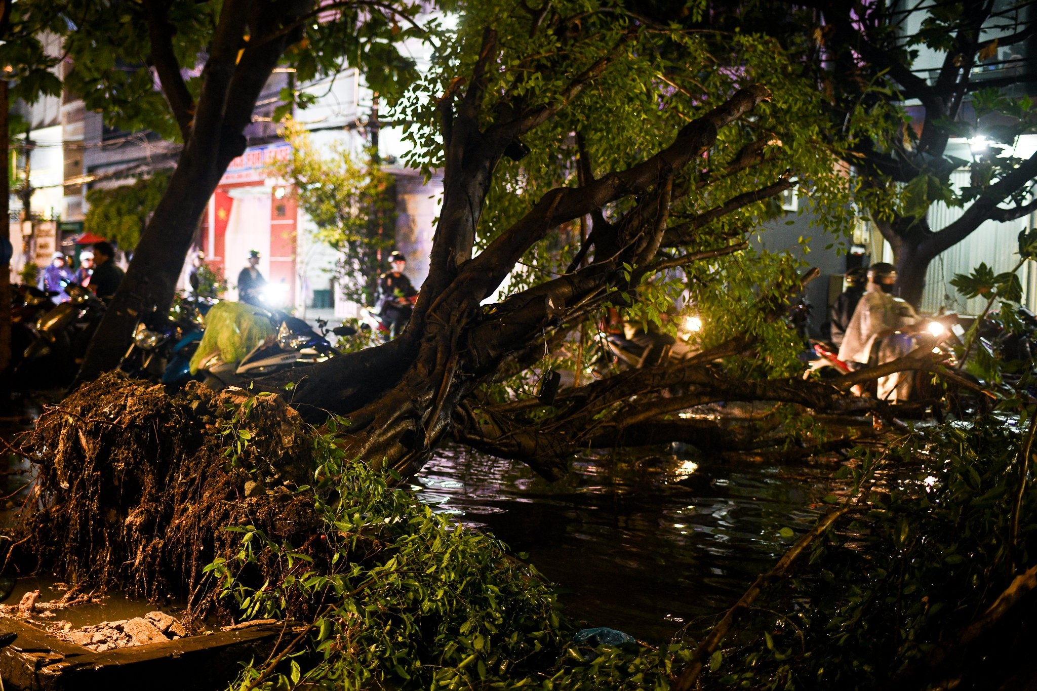 Cay do, bat goc trong con mua lon o TP.HCM hinh anh