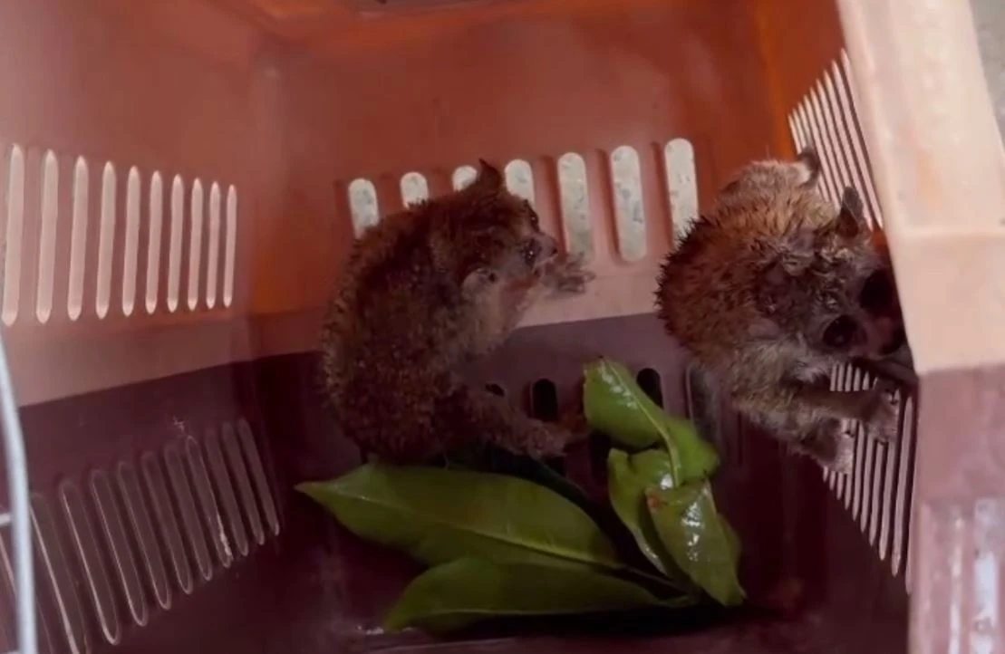 Bat duoc hai con cu li quy hiem tren ngon tre o TP.HCM hinh anh