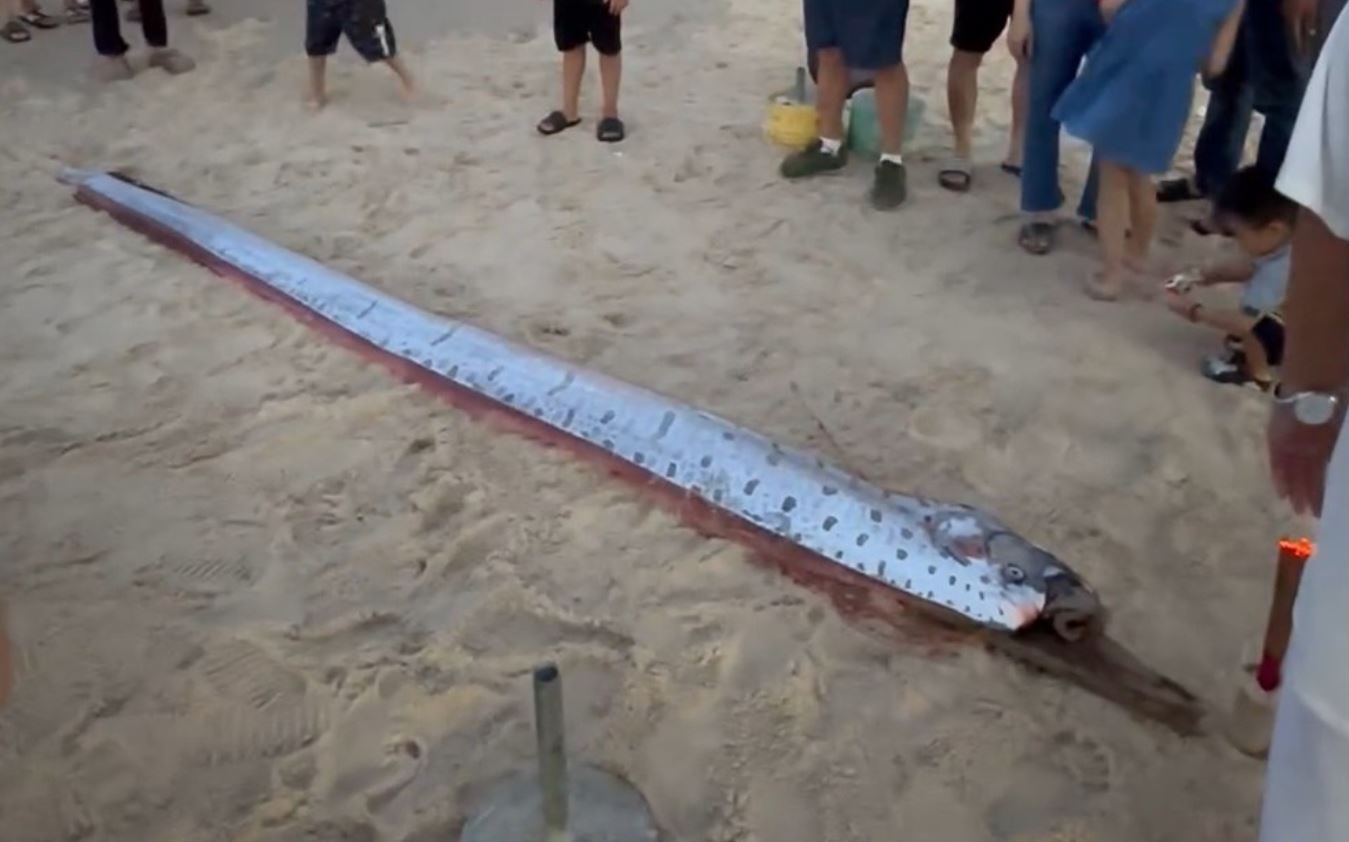 Phat hien ca mau bac, hinh thu la dai hon 4 m dat vao bo bien Hue hinh anh