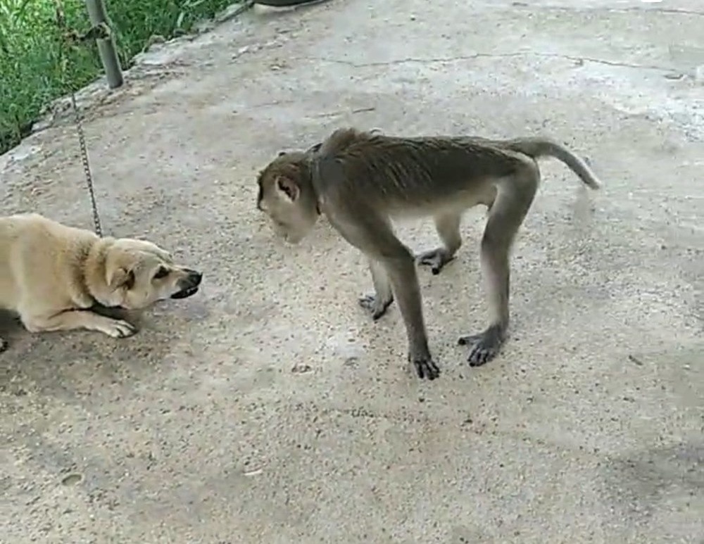 Cho can chet khi anh 2