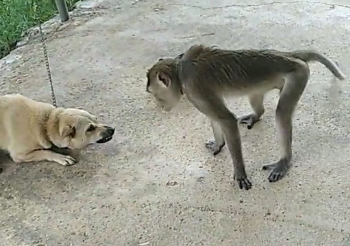 Vao khu dan cu quay pha, khi bi dan cho can chet hinh anh
