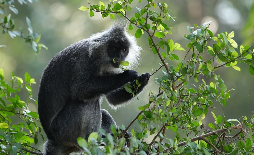 Phat hien dan vooc bac quy hiem o rung Ya Mo hinh anh