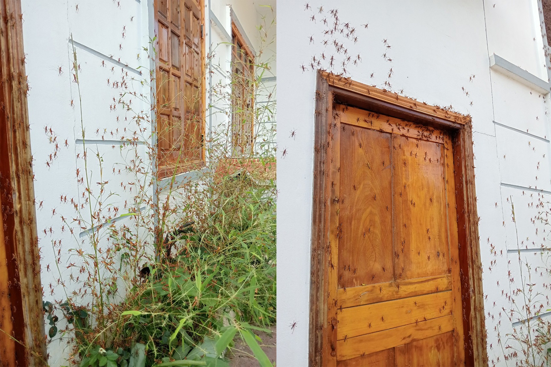 Dan chau chau day dac tran qua nha dan, pha hoai hoa mau o Lang Son hinh anh