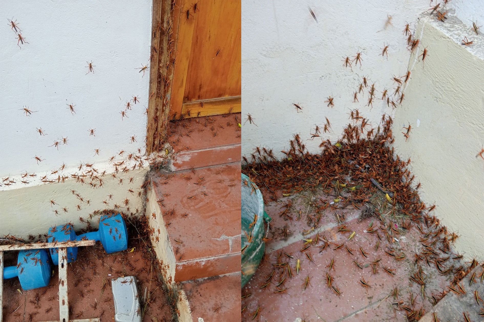 Chau chau Lang Son anh 2