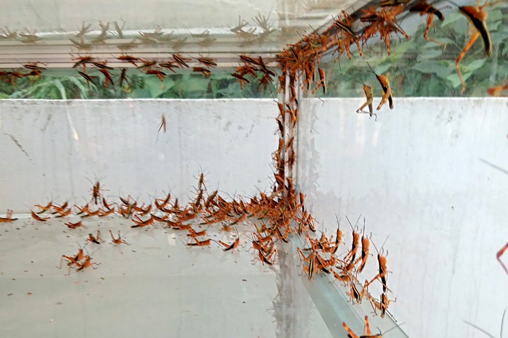 Chau chau Lang Son anh 4