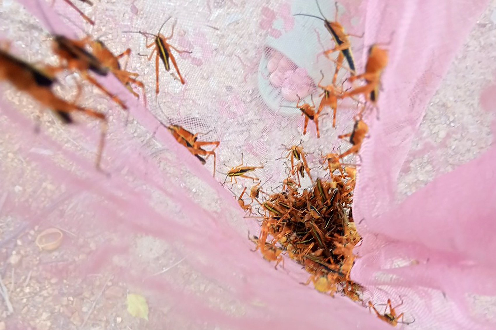 Chau chau Lang Son anh 5