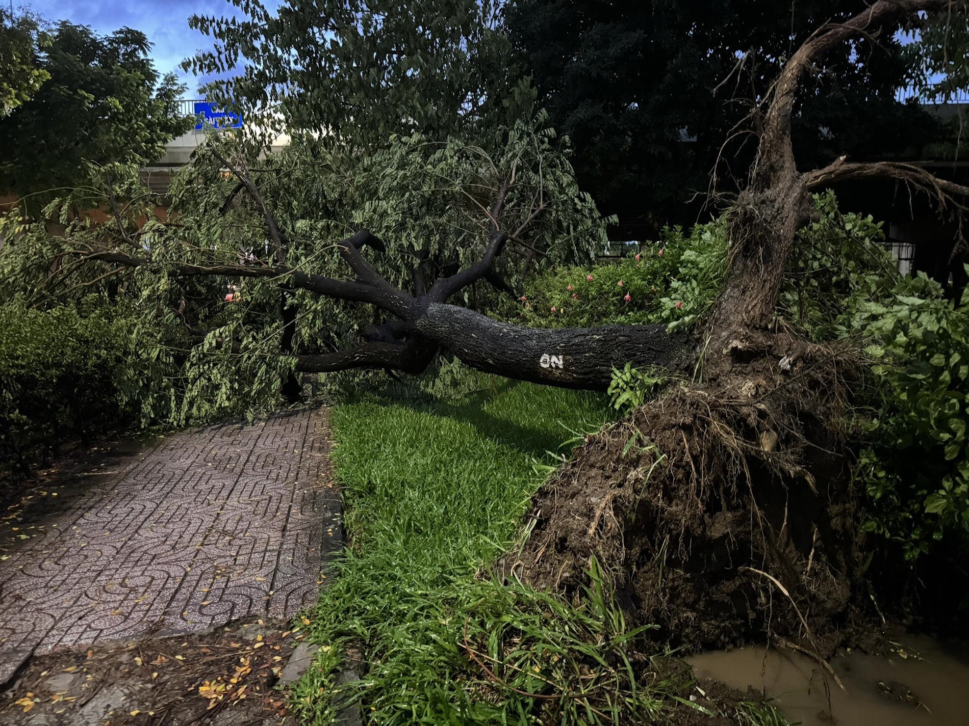 Mua giong lon o TP.HCM lam cay xanh bat goc, nhieu duong ngap cuc bo hinh anh