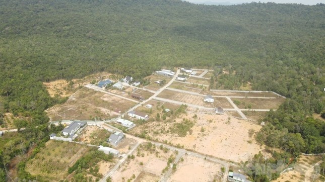 Phu Quoc,  Nguyen Van Nguyen,  Trum go,  Doanh nghiep Nguyen Hoang,  Cong ty Nguyen Hoang,  Cong ty LHD anh 2