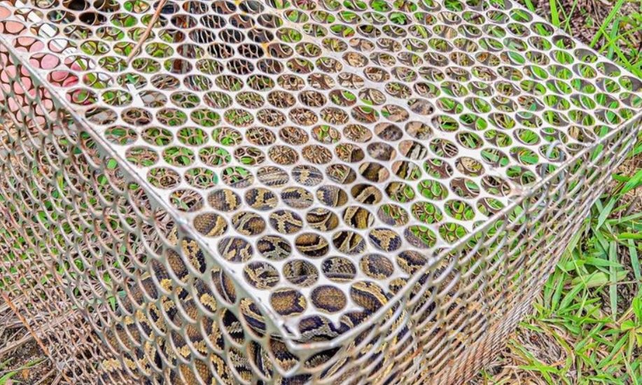 Tran gam quy hiem duoc tha ve tu nhien o Nghe An hinh anh