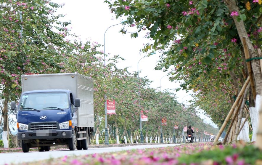 Nghe An bao cao Bo Cong an ve 114 du an cay xanh hinh anh