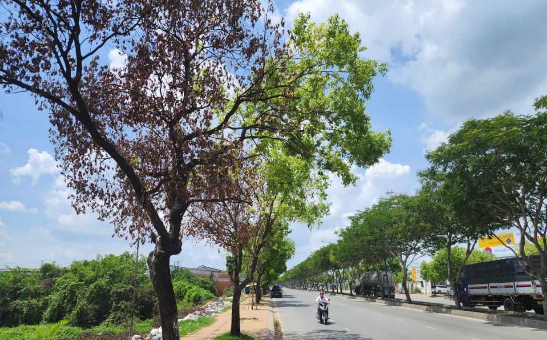 Nguyen nhan hang loat cay xanh chet kho o TP.HCM hinh anh