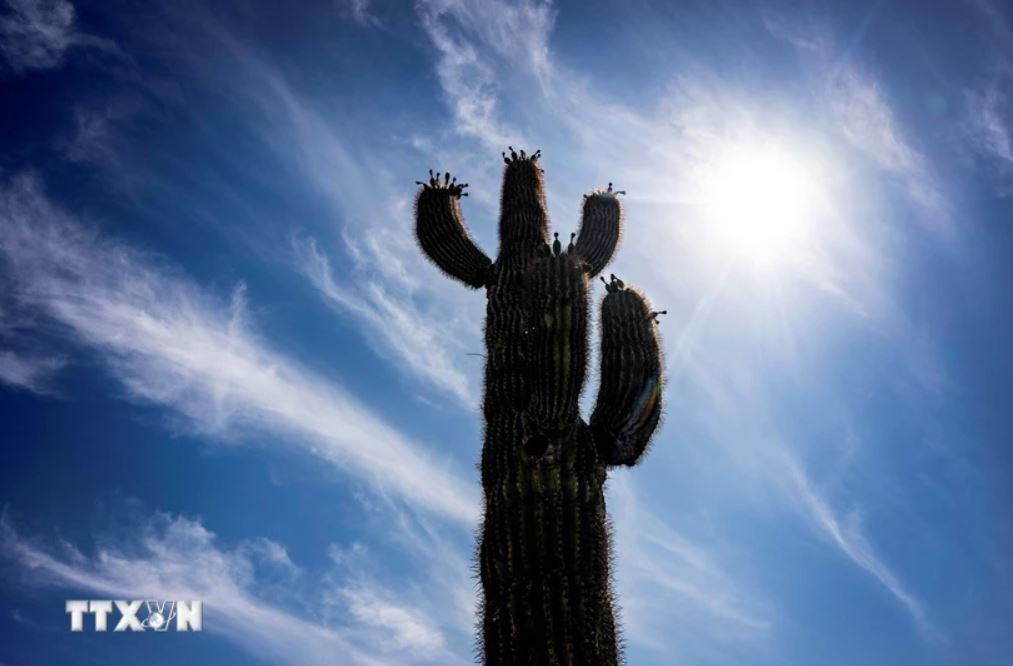 Tay Nam My nang nong anh 1