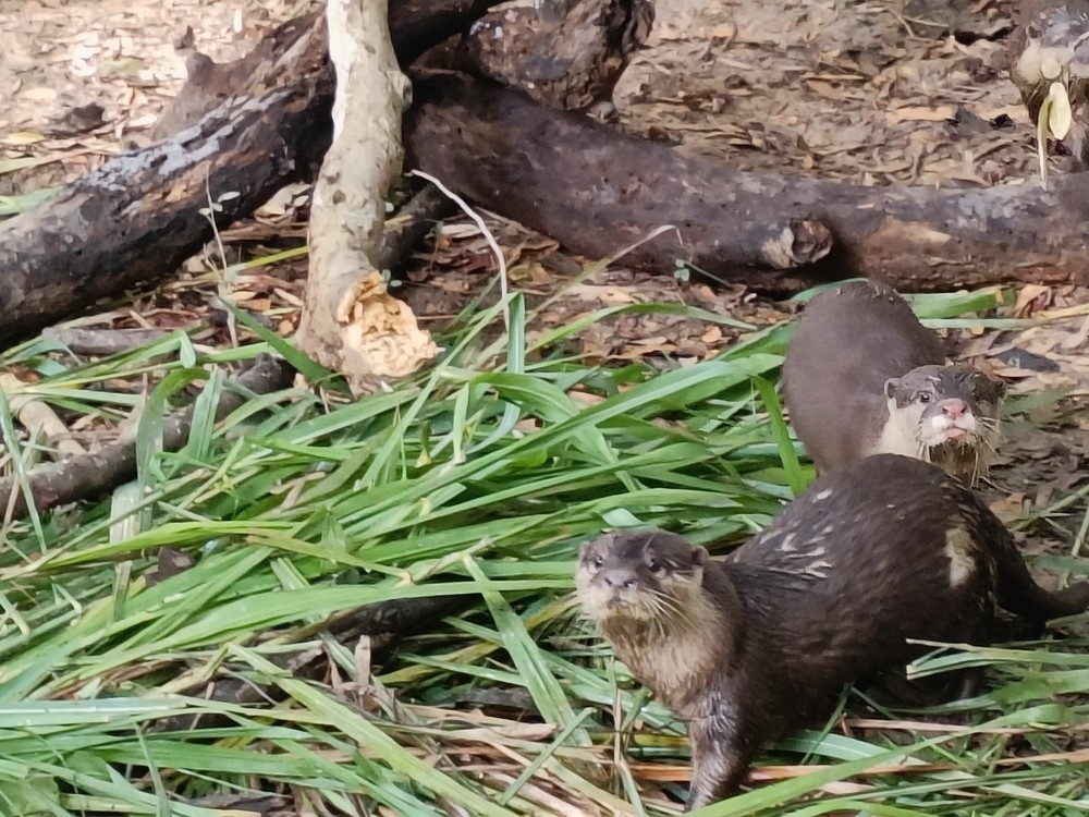 Dong vat quy hiem anh 3