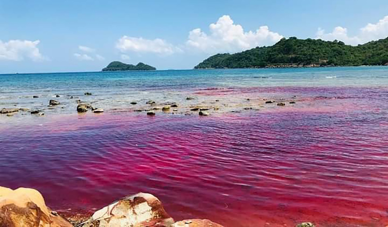 Thuy trieu do ruc ro lan dau xuat hien o Phu Quoc hinh anh