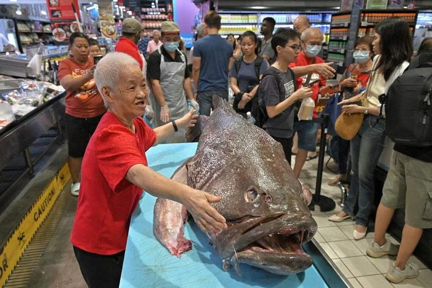 cá mú 100 kg ảnh 4 ca mu 100 kg anh 4