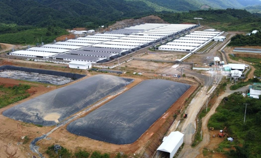 Nghin ho dan o Thanh Hoa khon kho vi mui hoi thoi tu trai lon hinh anh