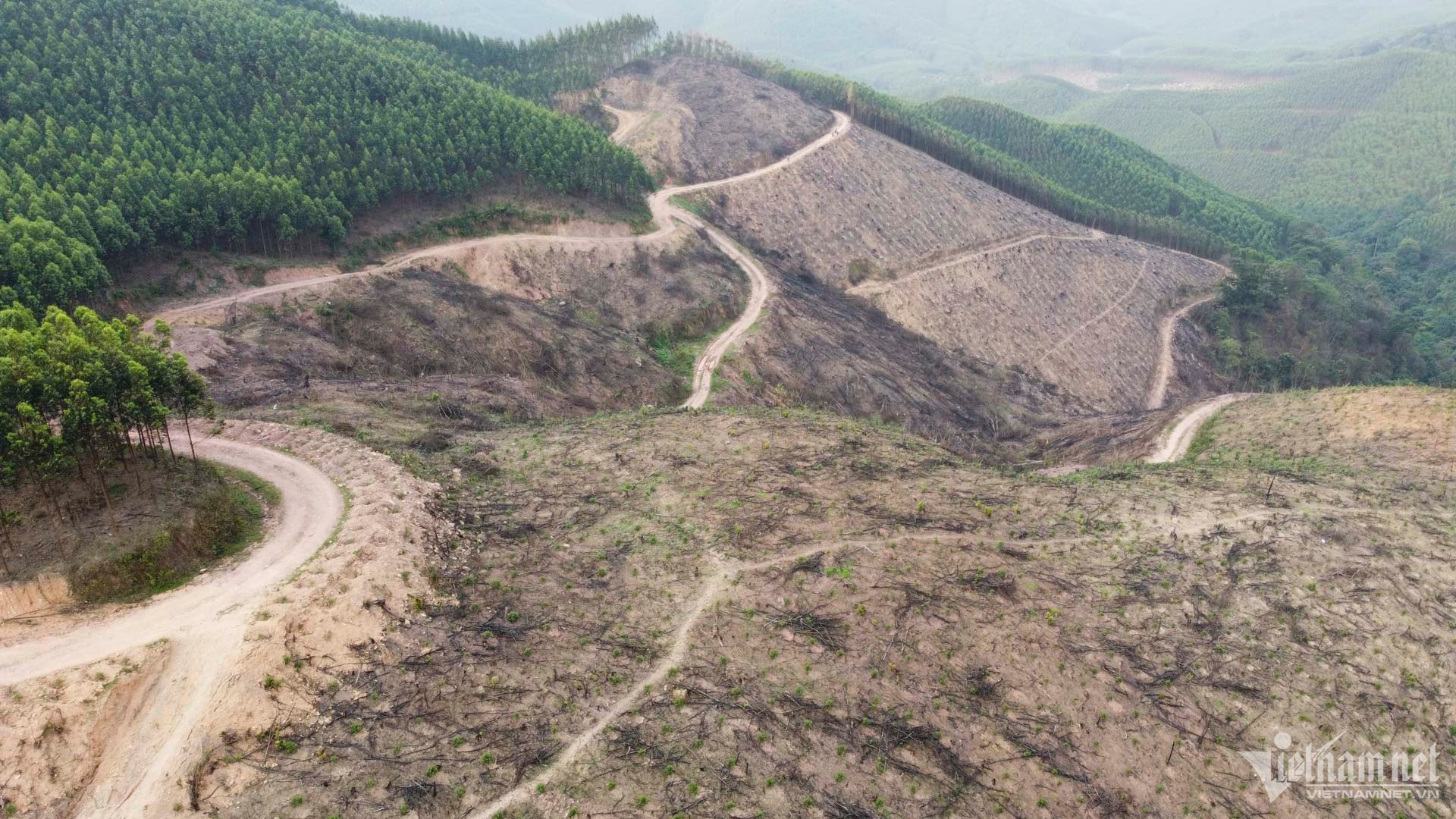 Huy hoai rung,  Bac Giang,  Trieu Van Dong,  Trieu Thi Tuyen anh 1