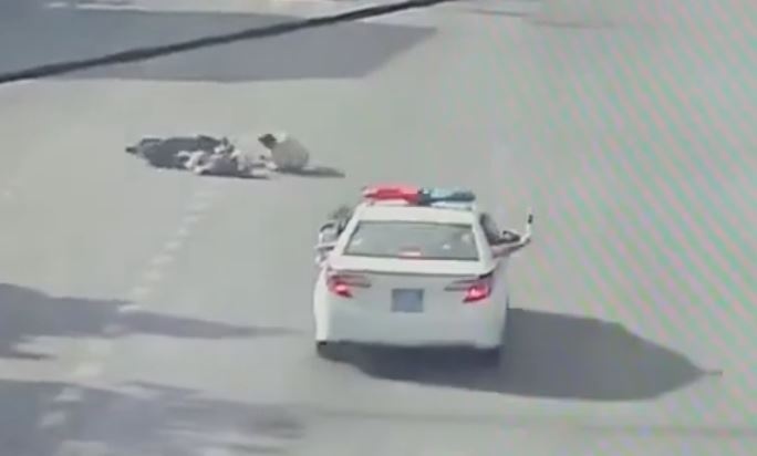 CSGT chan nguoi phu nu lao xe vao doan xe uu tien hinh anh