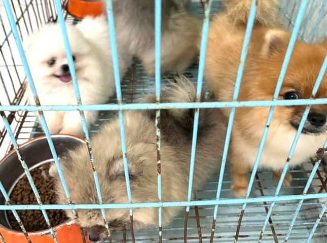 Trom dan thu cung,  Gia tri lon anh 2