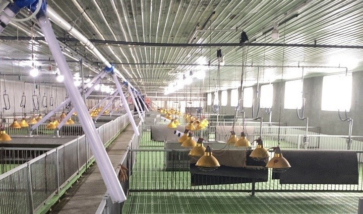 Di doi 30.000 con lon gay hoi thoi o Thanh Hoa hinh anh