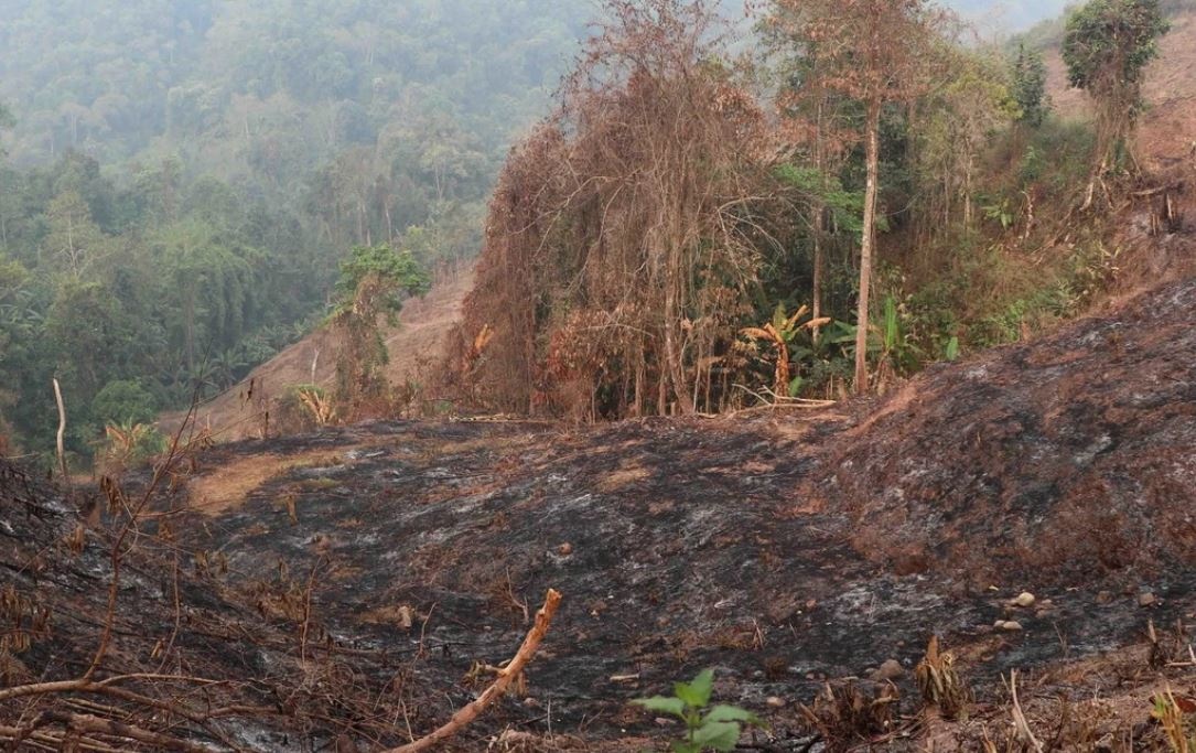 Mot nguoi tu vong khi chua chay rung o Quang Binh hinh anh