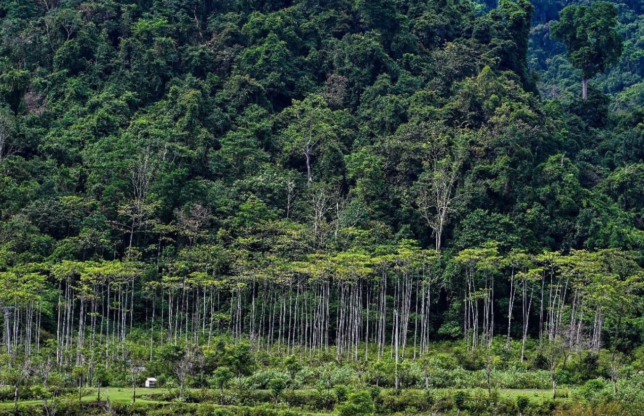 Lao su dung cong nghe ve tinh AI cho chuong trinh tin chi carbon rung hinh anh