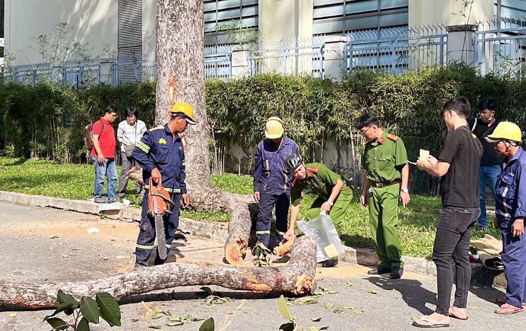 Canh cay roi de chet hai nguoi o cong vien Tao Dan hinh anh